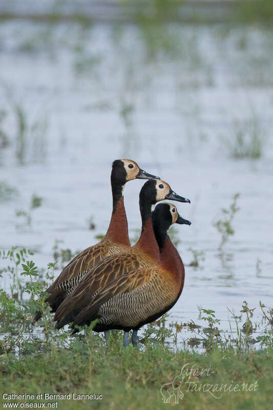 White-faced Whistling Duckadult, pigmentation