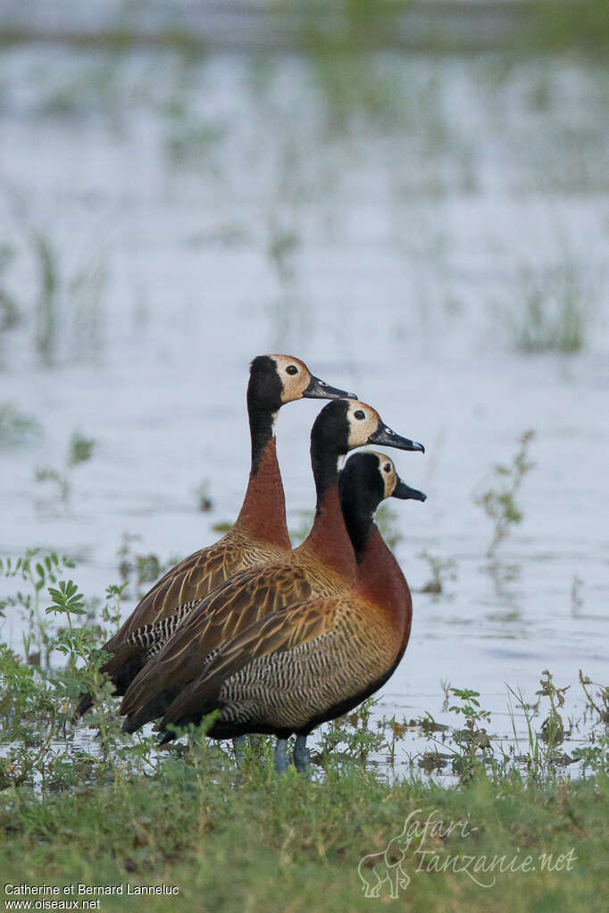 Dendrocygne veufadulte, pigmentation