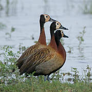 White-faced Whistling Duck