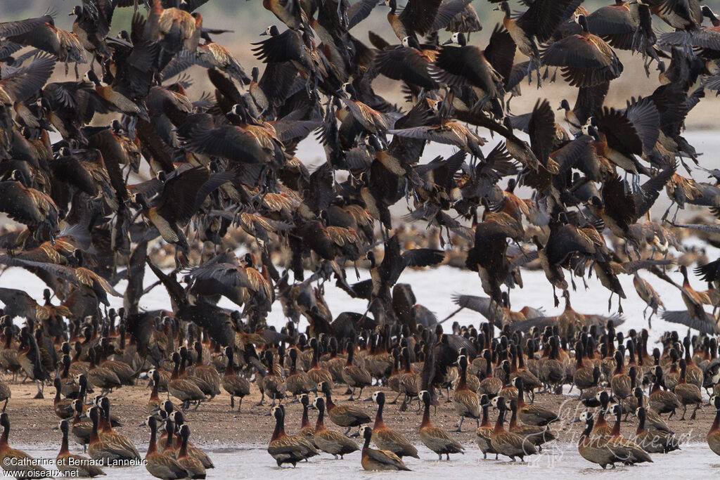 White-faced Whistling Duckadult