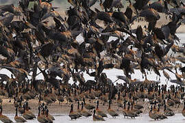 White-faced Whistling Duck