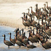 White-faced Whistling Duck