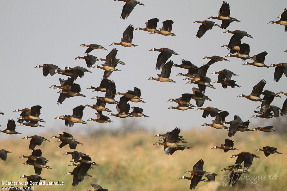 White-faced Whistling Duckadult, Flight