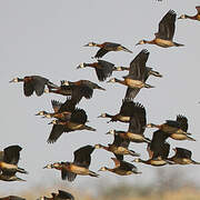 White-faced Whistling Duck