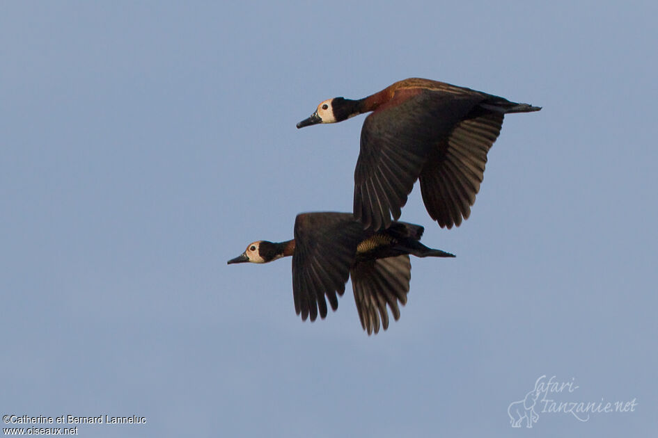 White-faced Whistling Duckadult, Flight