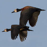 White-faced Whistling Duck