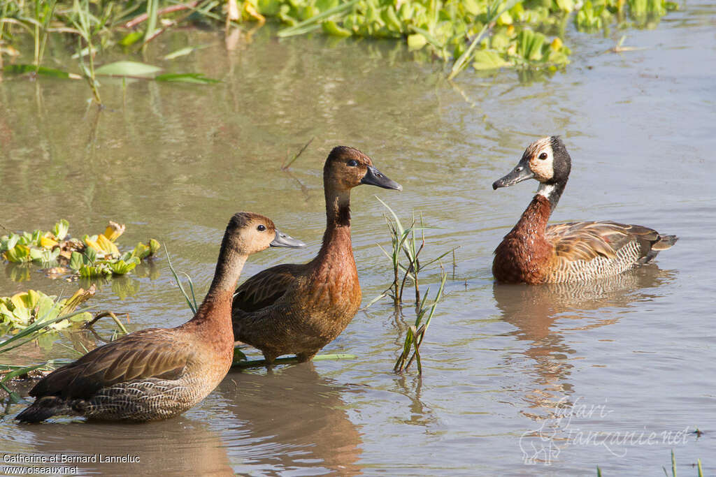 White-faced Whistling DuckFirst year, identification