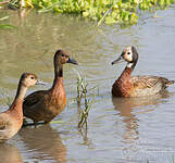 Dendrocygne veuf