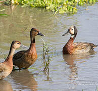 White-faced Whistling Duck