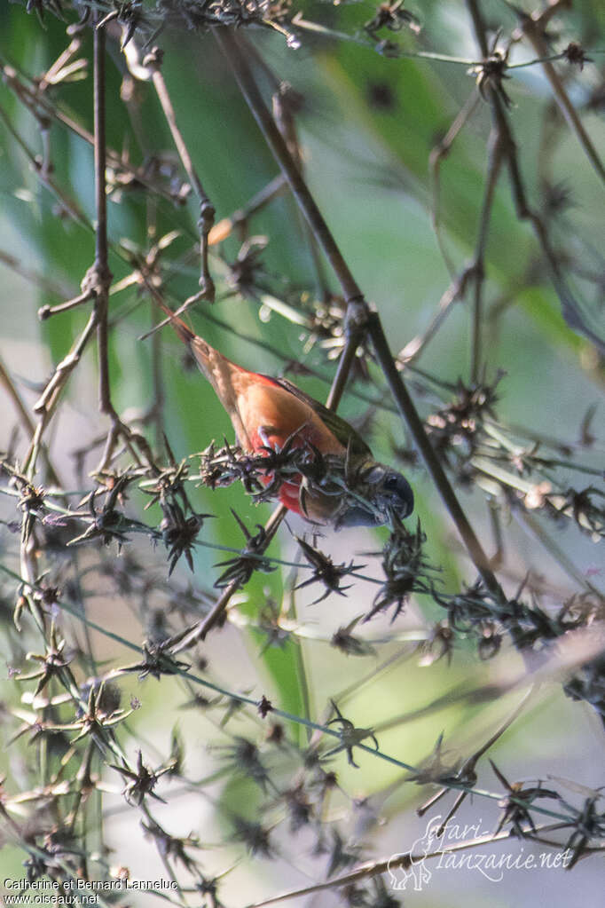 Pin-tailed Parrotfinch male adult