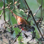 Pin-tailed Parrotfinch