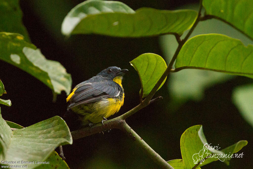 Yellow-rumped Flowerpecker