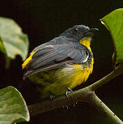 Yellow-rumped Flowerpecker