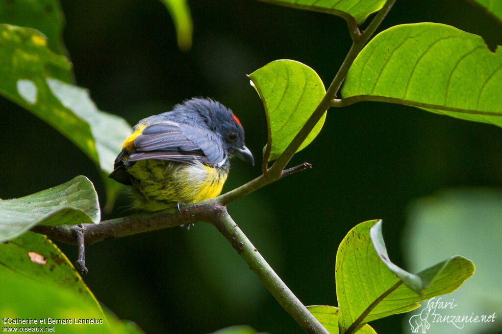 Yellow-rumped Flowerpecker male adult