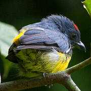 Yellow-rumped Flowerpecker