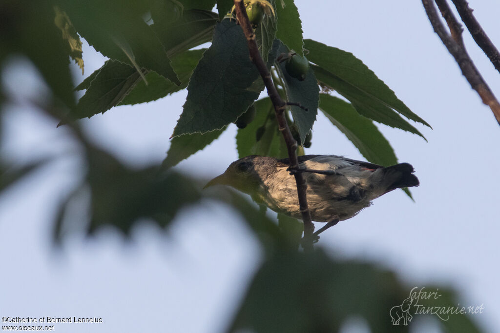 Scarlet-backed Flowerpecker female adult