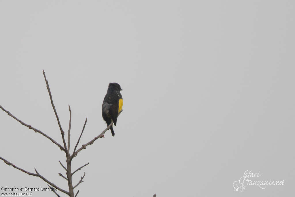 Dicée à ventre jauneadulte, identification