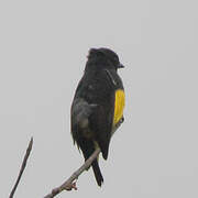 Yellow-bellied Flowerpecker