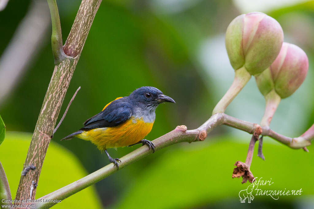 Orange-bellied Flowerpecker male adult, identification