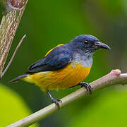 Orange-bellied Flowerpecker