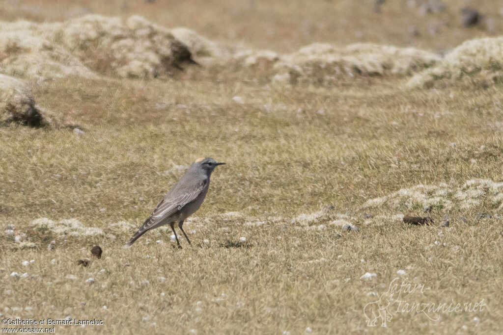 Dormilon à nuque jauneadulte, habitat