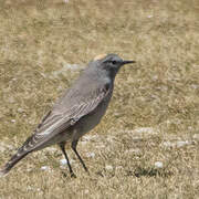 Ochre-naped Ground Tyrant