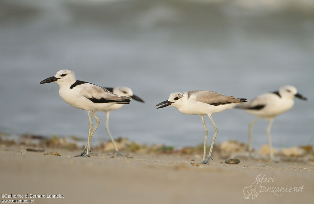 Crab-plover, Behaviour