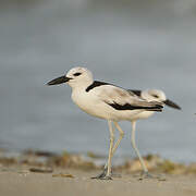 Crab-plover