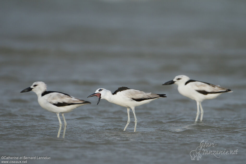 Crab-plover, Behaviour