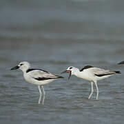 Crab-plover