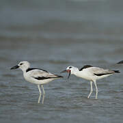 Crab-plover