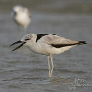 Crab-plover