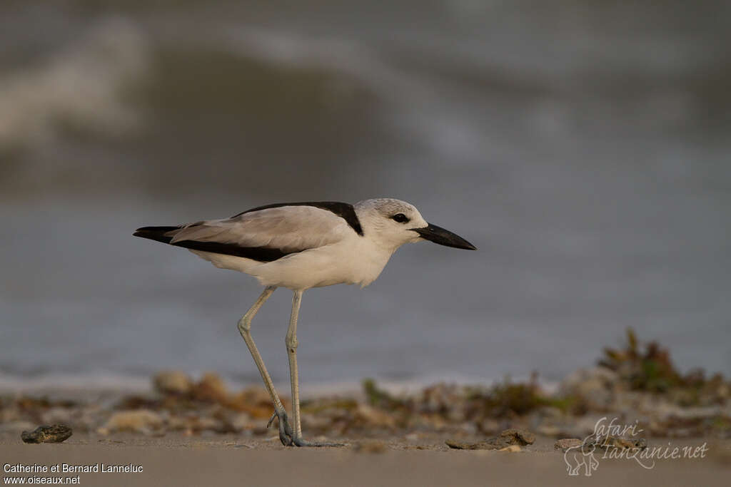 Drome ardéoleimmature, identification