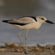 Crab-plover