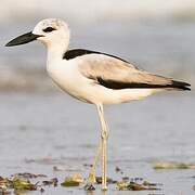 Crab-plover