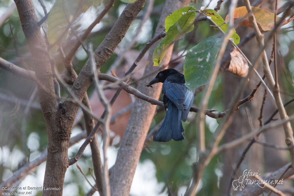 Hair-crested Drongoadult, feeding habits