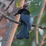 Drongo à crinière