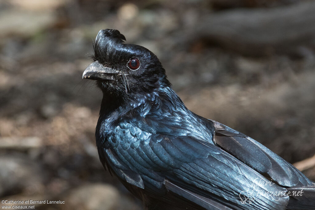 Drongo à raquettesadulte, portrait, composition