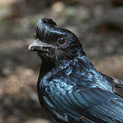 Greater Racket-tailed Drongo