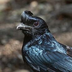 Drongo à raquettes