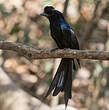 Drongo à raquettes