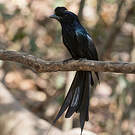 Drongo à raquettes
