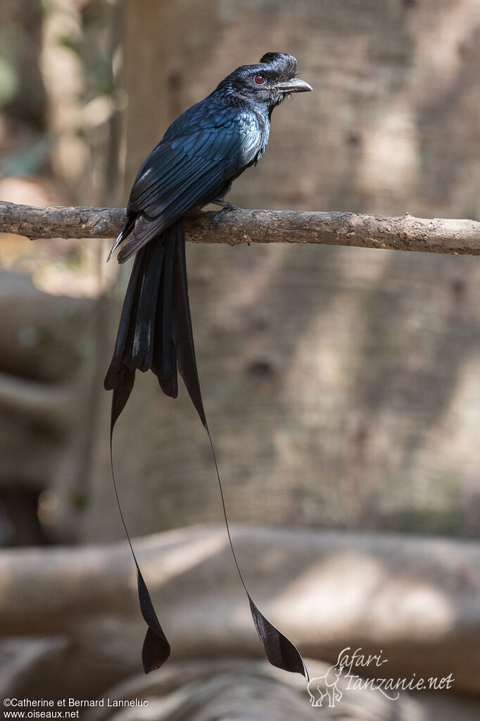 Greater Racket-tailed Drongoadult, identification