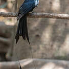 Drongo à raquettes