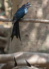 Drongo à raquettes