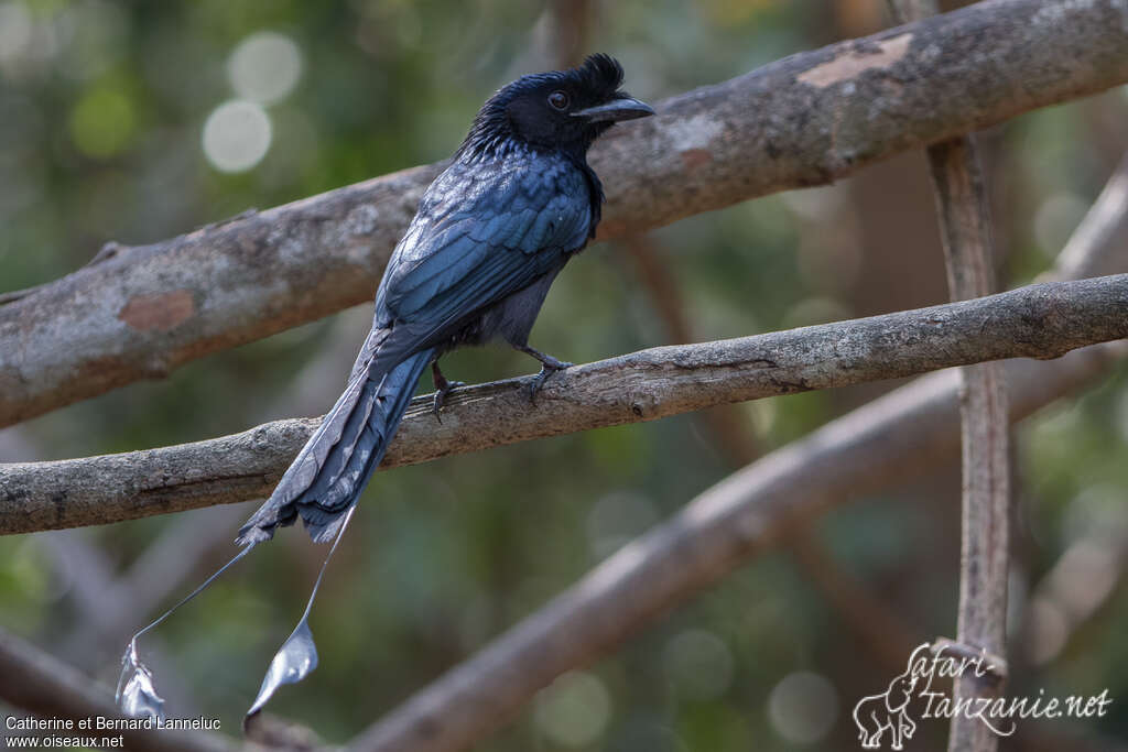 Drongo à raquettesadulte, boit