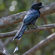 Drongo à raquettes