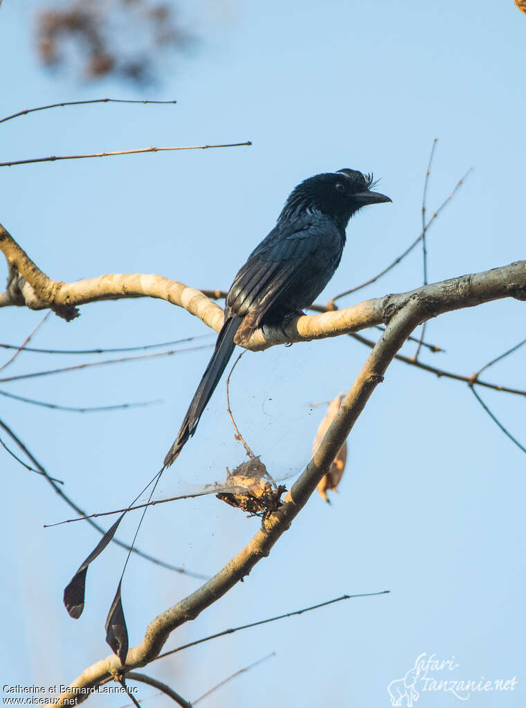 Drongo à raquettesadulte, identification