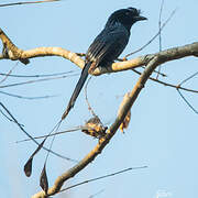 Drongo à raquettes