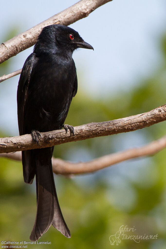 Fork-tailed Drongoadult, identification